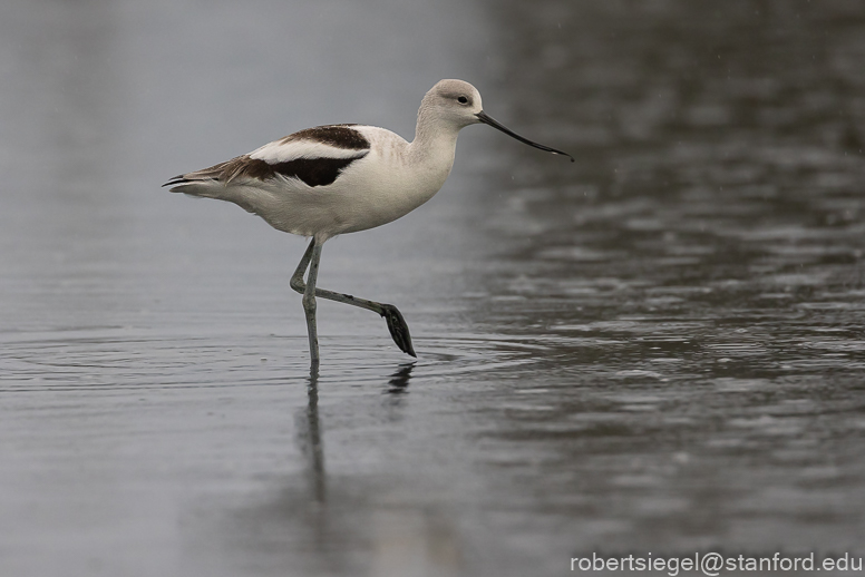 palo alto baylands 2021